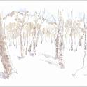 群馬 玉原高原 ブナ林  雪のブナ林の中をスノーシューで歩きました。