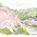 静岡 河津町 峰小橋から  河津桜と土手の菜の花。このあたりから駅近くまで、大勢の観光客であふれていました。