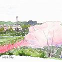 さいたま市 見沼たんぼの春  4月中旬、見沼代用水沿いをスケッチ散歩。咲き残りの桜と新緑です。