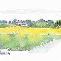 さいたま市見沼区上野田付近  用水沿いに広がる見沼たんぼ。稲刈りの終わったところとこれからのところが混じっています。用水の土手には彼岸花が咲き、桜並木が少し黄ばみ始めていました。