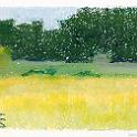 Paddy field,Autumn  刈入れ前の田圃。同じくカワチのオイルパステルでセヌリエの水彩紙（細目）に。細目だとかなり塗り込まないと紙の凹凸が残る。- Kawachi Oil Pastel on SENNELIER Watercolour Paper