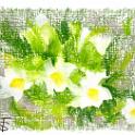 White Flower  2017年5月、長野県扉温泉明神館近くで。- Kawachi Oil Pastel on CANSON Figueras